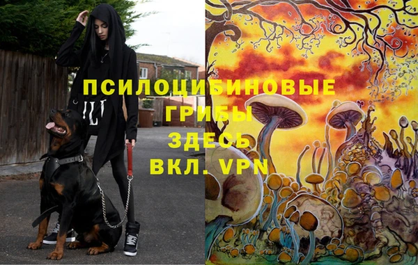 Альфа ПВП Белокуриха